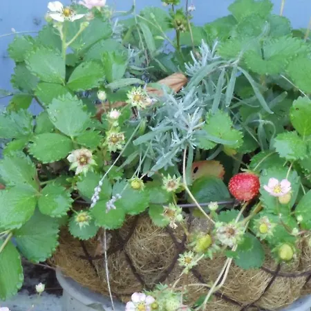 Obenruedener Kotten Apartamento *